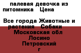 палевая девочка из питомника › Цена ­ 40 000 - Все города Животные и растения » Собаки   . Московская обл.,Лосино-Петровский г.